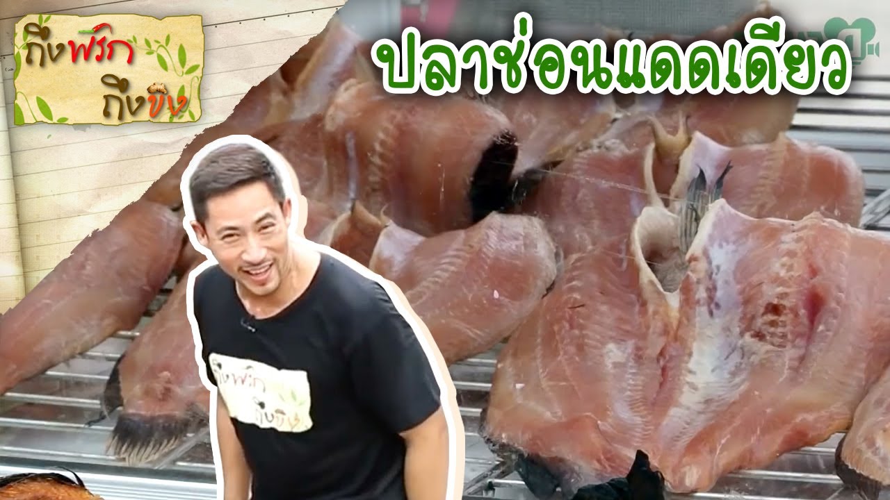 ปลาช่อนแดดเดียวกางมุ้ง I ถึงพริกถึงขิง 16-08-17