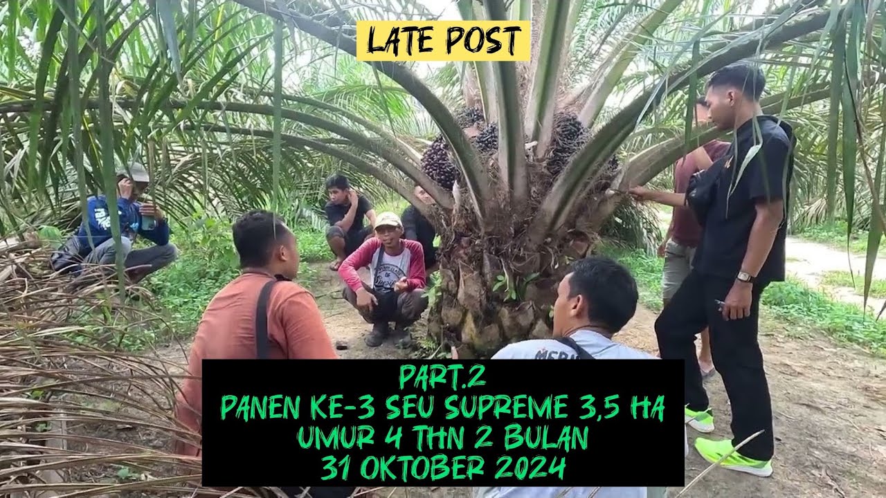 Late Post : Panen Ke-3 Part.2 Seu Supreme || 31 Oktober 2024