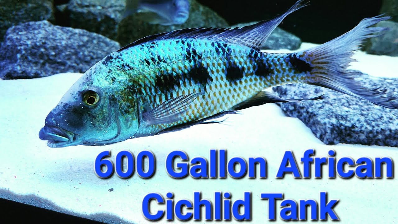 600 gallon African cichlids Malawi Predator haps with  mood spot lighting