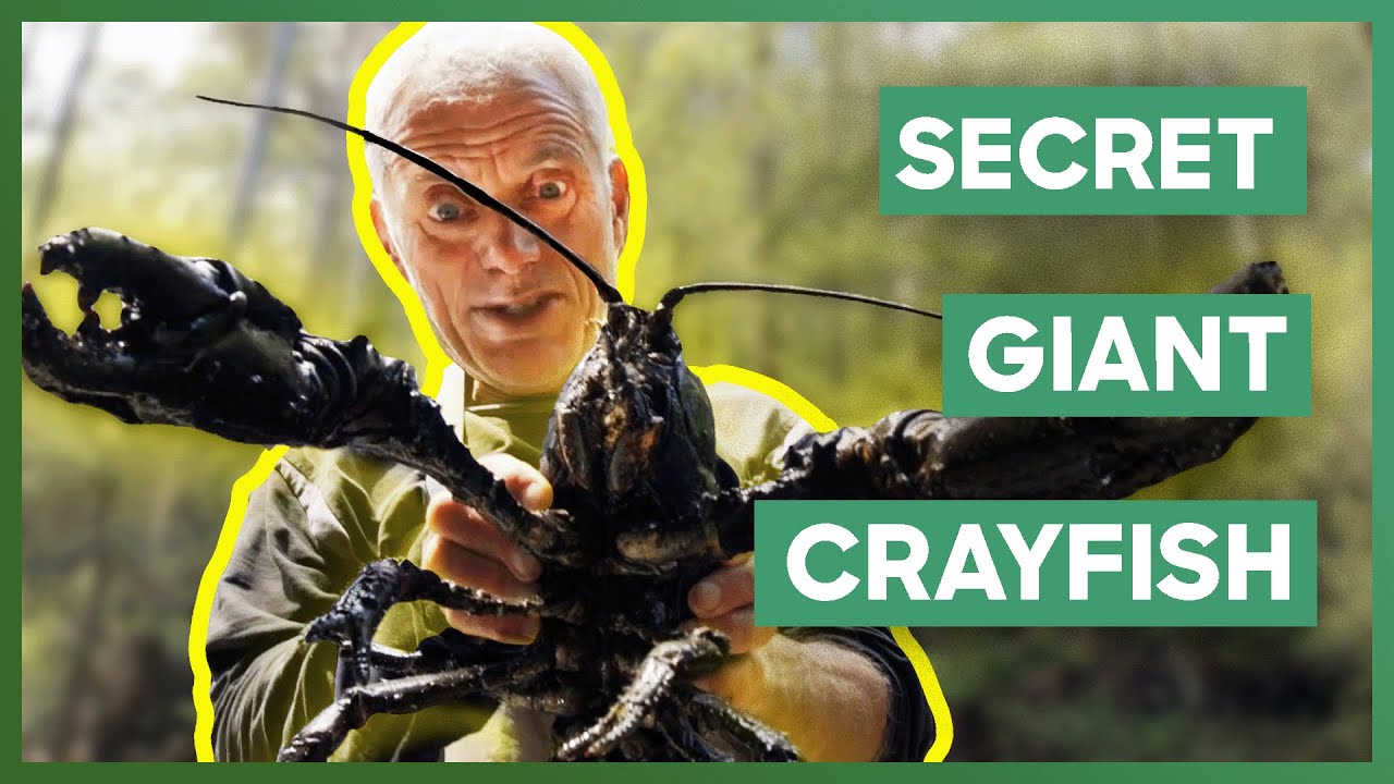 The SECRET Spots Where The Last Giant Crayfish Lives! | Jeremy Wade's Dark Waters