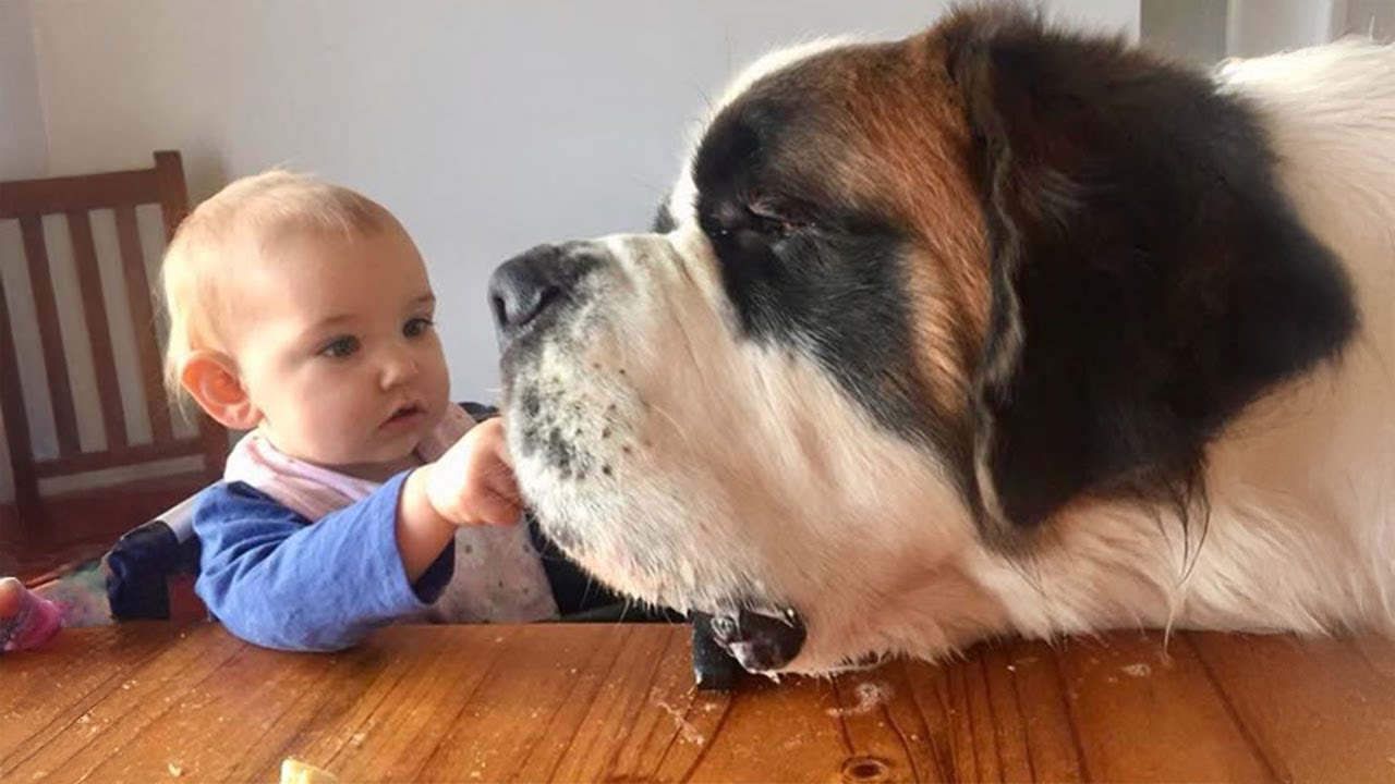 150 Pound Dog Grows Up With His Baby 😁 FUNNIEST Dogs and Babies Video!