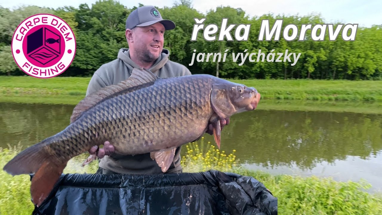 Kapři z řeky Moravy |  osel Medard | jak na řece chytám já | krátké jarní vycházky |