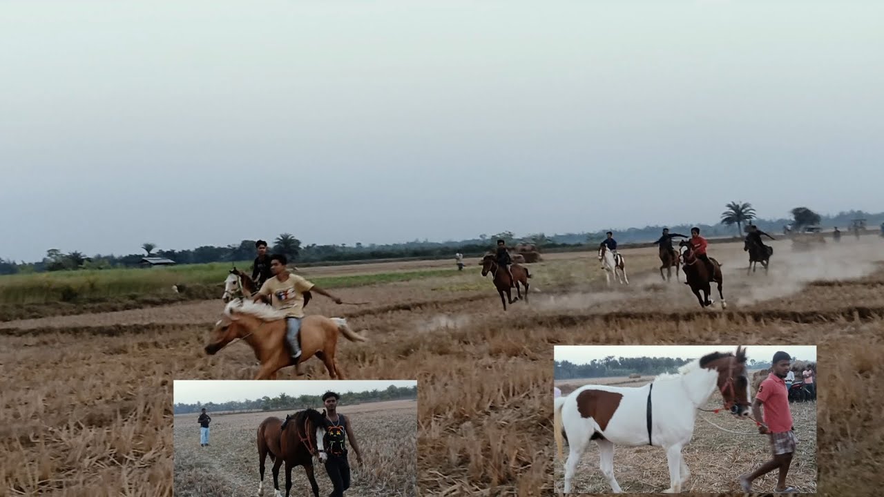 মেজবাবু আবাট ঘোড়া টেনিং ছুট প্রথম হলো বাবুল