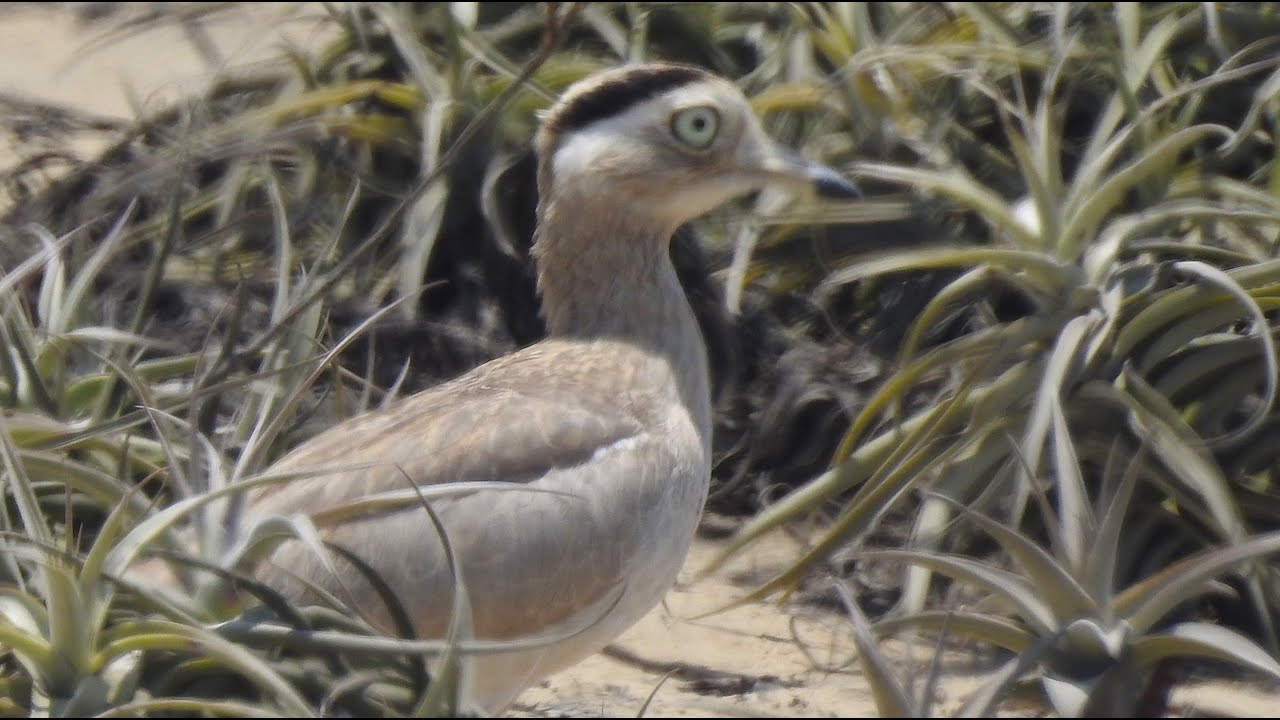 6 - Aves del Desierto