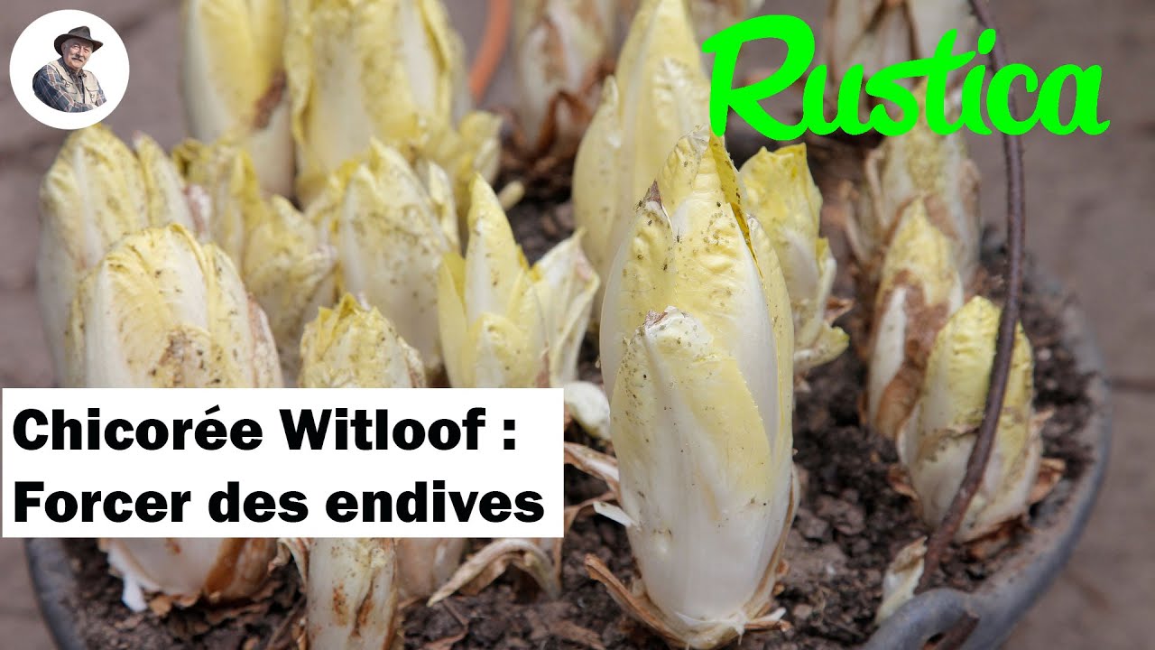 Comment forcer des racines de chicor&eacute;e witloof pour avoir des endives