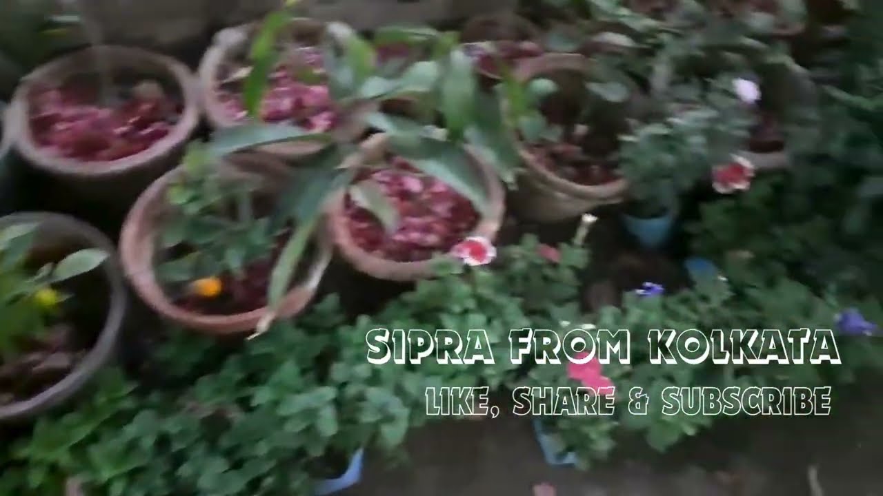 Ajker saradin ta share korlam!Songe Karone Okarone#minivlog #viralvideo