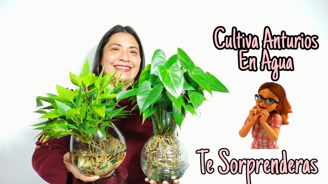 Como cultivar Anturios en AGUA | te duraran por MUCHO TIEMPO!!!