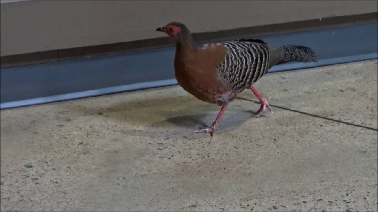Female Siamese Fireback Pheasant on walkabout