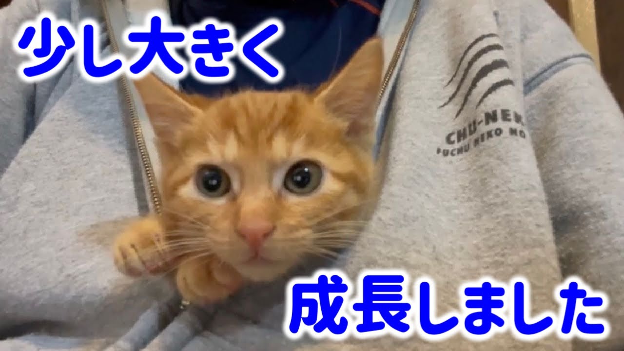 死んだフリをして怒っている子猫のばずるくんはやっぱり怒ってました（※オマケはあのホックとチャックの子猫時代！）