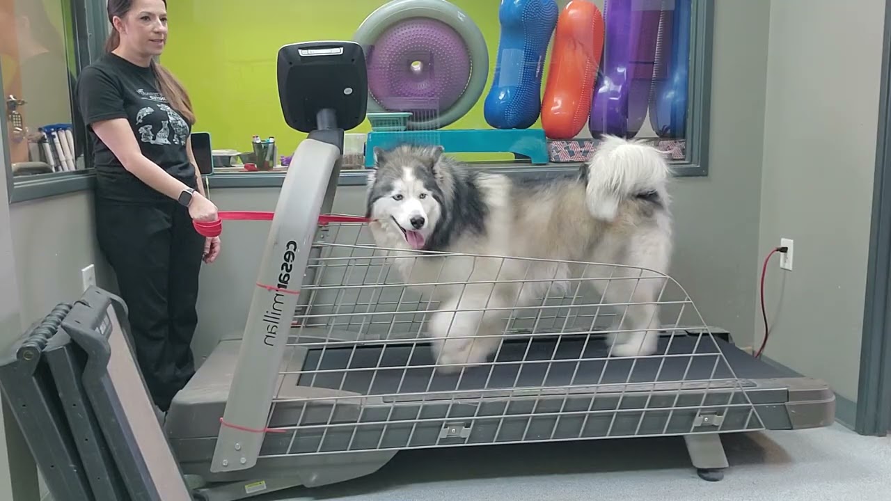 Layla treadmill 