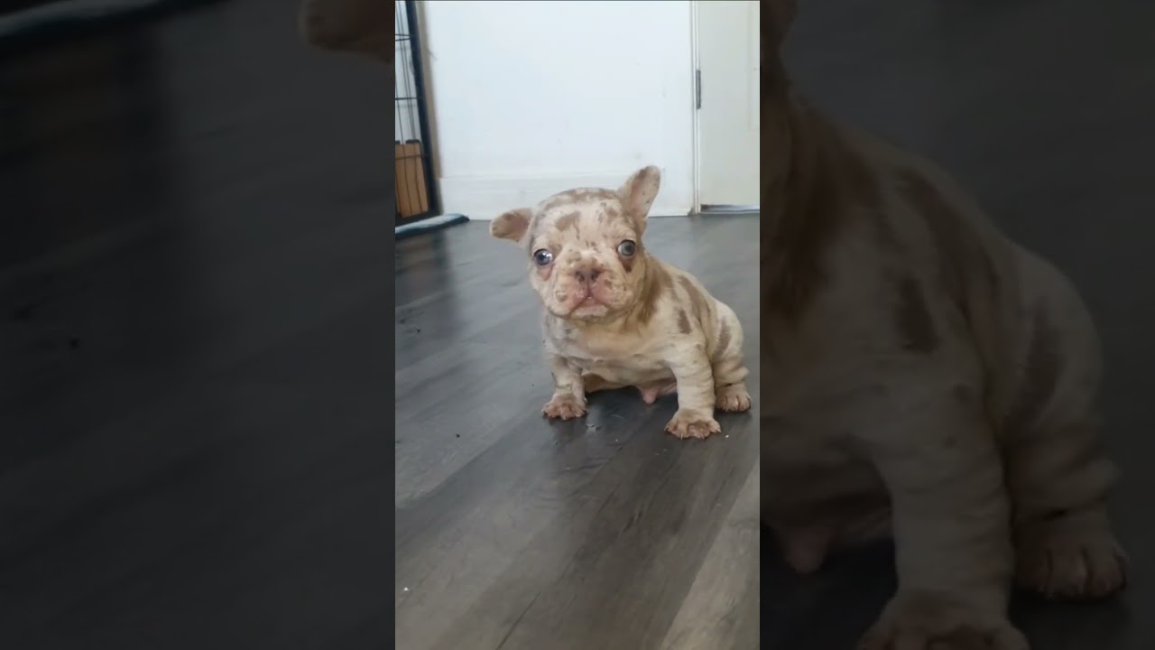 merle frenchie #frenchbulldog #shorts #dogshorts #dogs #cute #exotic #viral #tiktok #subscribe #love