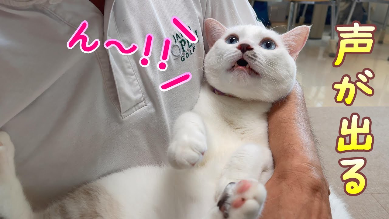 弟猫を抱っこするたびに鳴き出す声が可愛い過ぎました