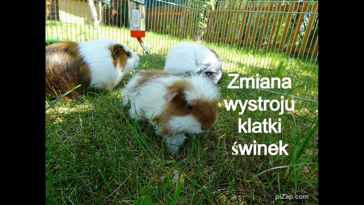 Pierwsze wyjście na trawę małej świnki morskiej