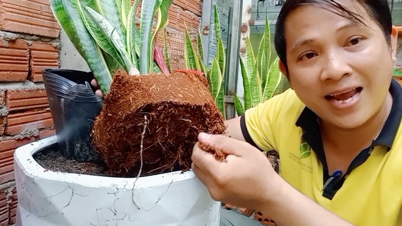 HƯỚNG DẪN TRỒNG CÂY LƯỠI HỔ  TRONG NHÀ