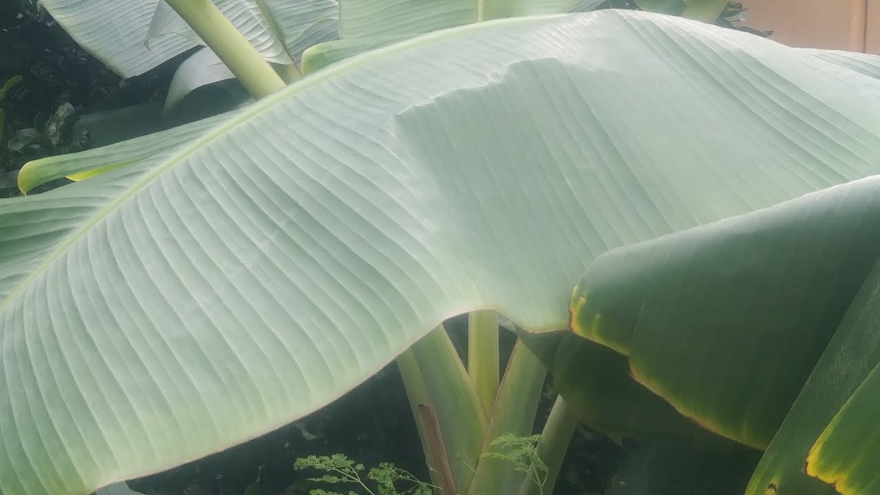पत्ते हो या फल, फूल हो या तना 🌴🌴 सबमें है भर भर कर स्वाद 😋😋