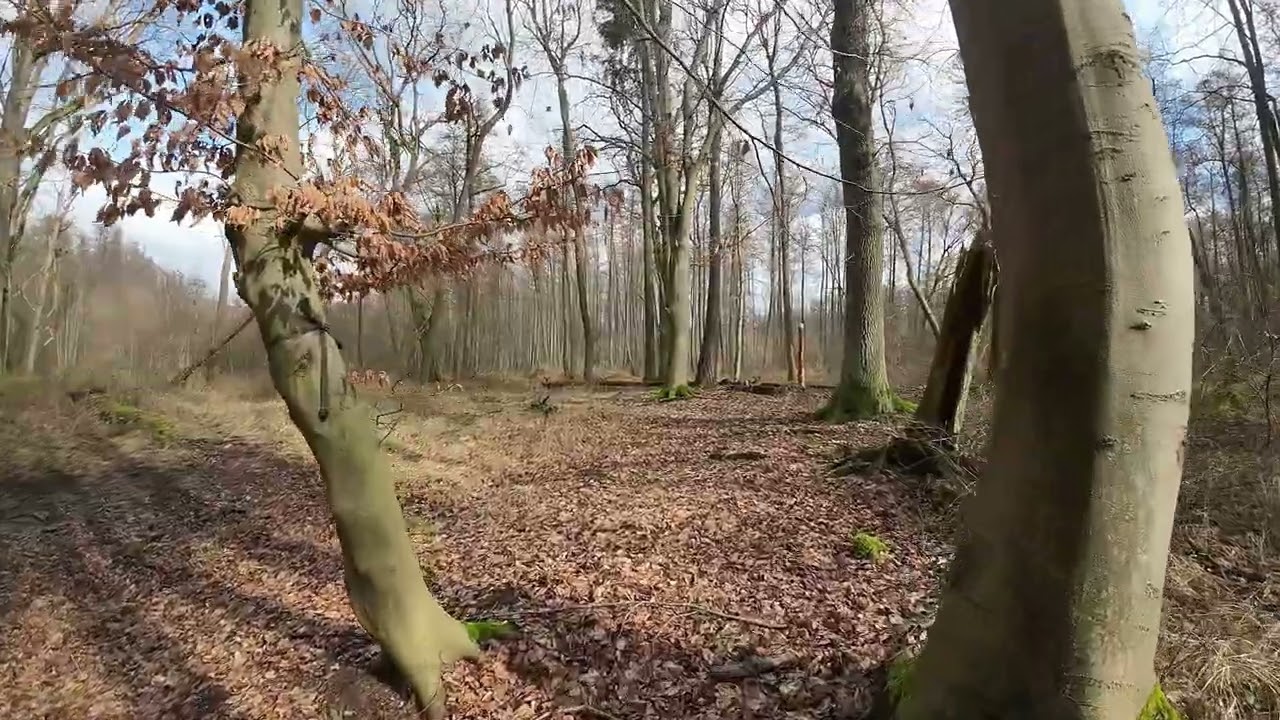 21 02 2024 Überschwemmte Waldgebiete