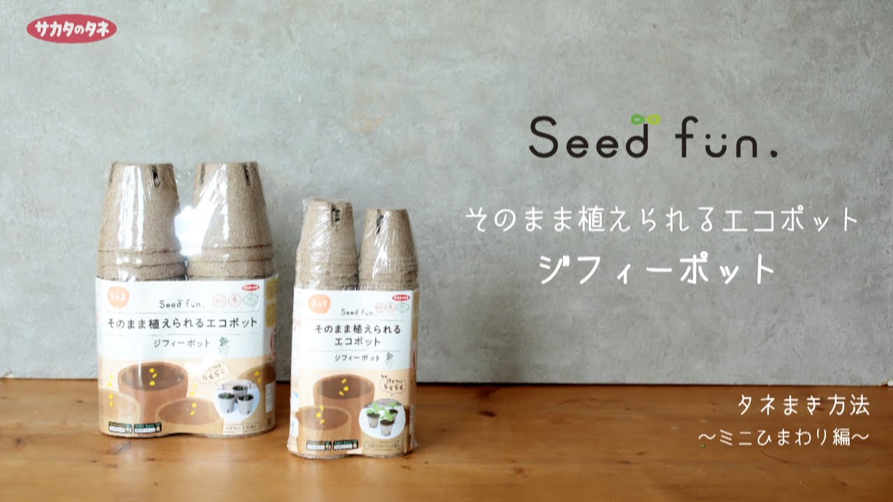ジフィーポット　そのまま植えられるエコポット　ミニひまわり編
