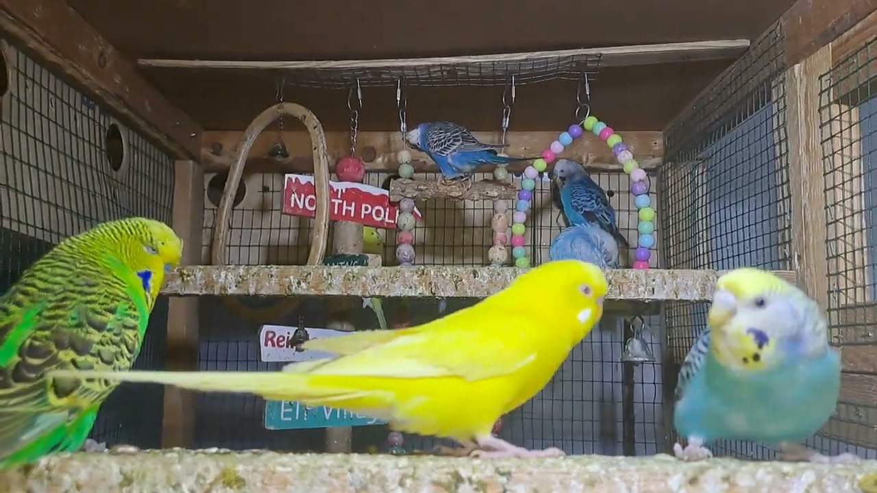 Parrot Chicks in Real Footage