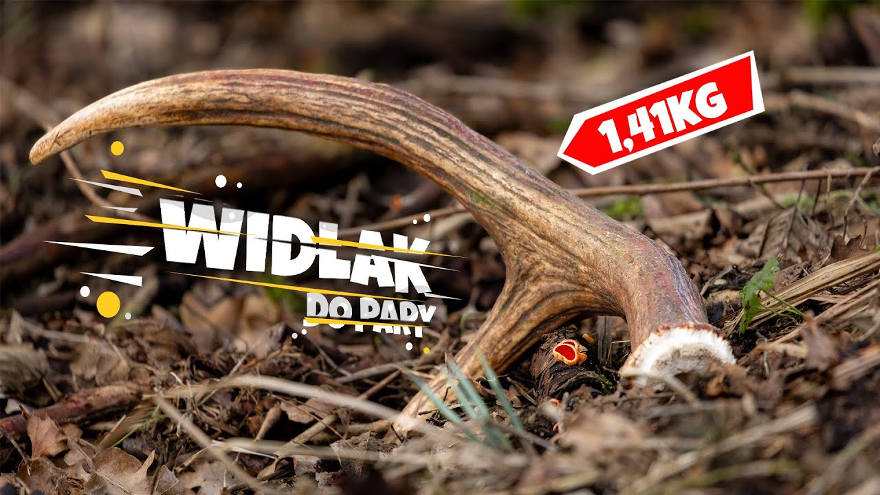 Widłak z młodnika do pary (zrzuty 2024)