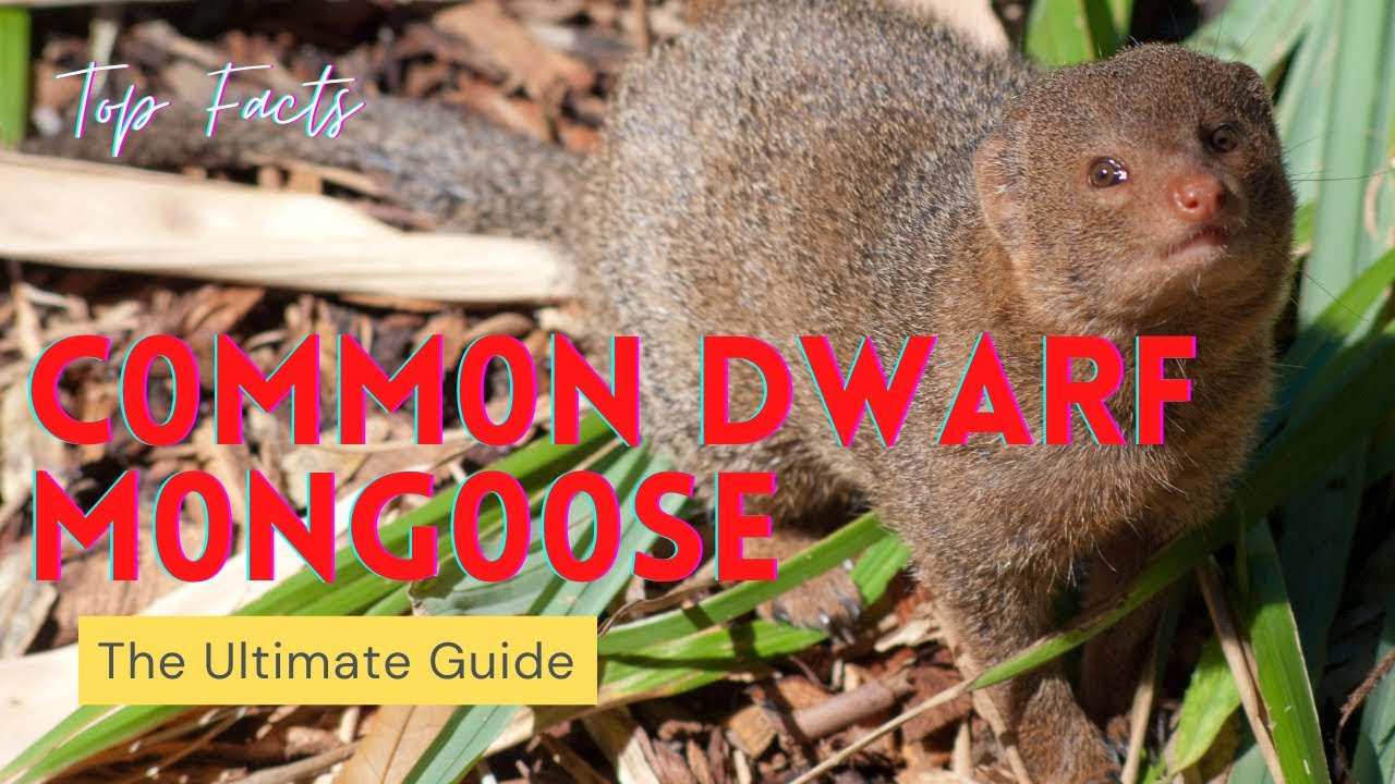 Common Dwarf Mongoose facts 🦫 native to Angola 🇦🇴 Namibia 🇳🇦 KwaZulu-Natal in 🇿🇦 🇿🇲