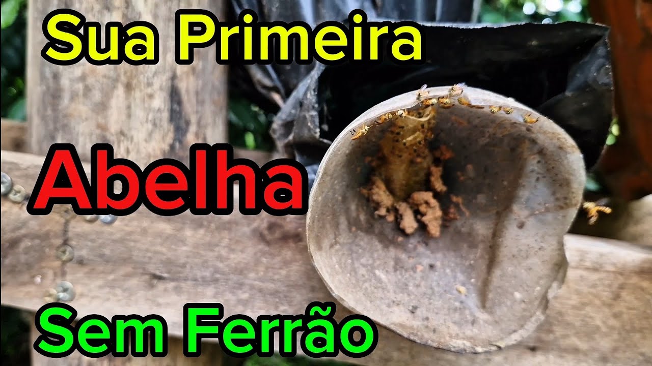 Abelha Jataí, transferência completa 