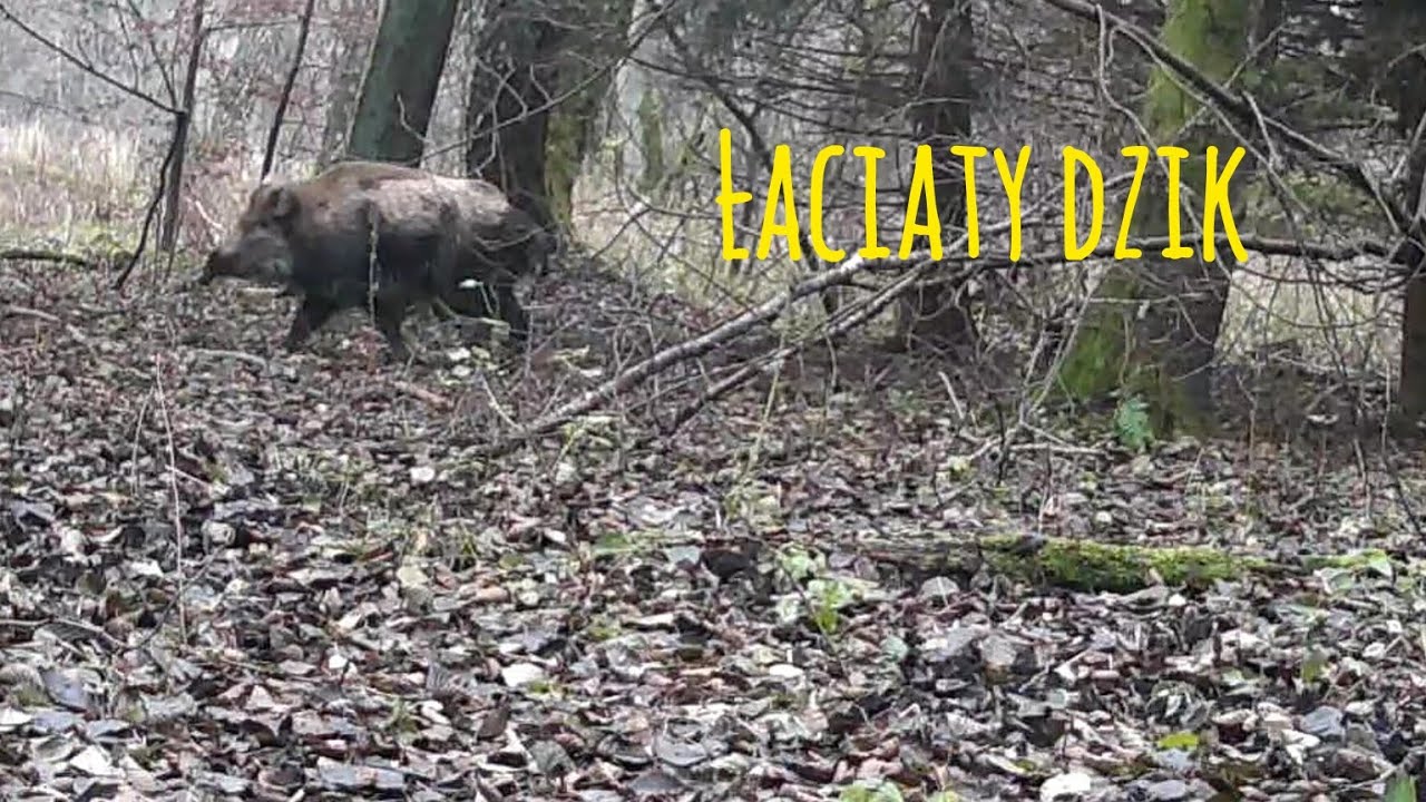 Przyroda z ukrycia, odc.70: Łaciaty dzik i polowanie puszczyka.