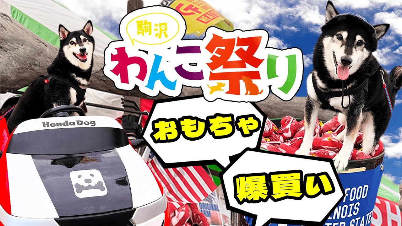 【駒沢公園わんこ祭り2025】5万円握りしめて買いたい放題やってみた