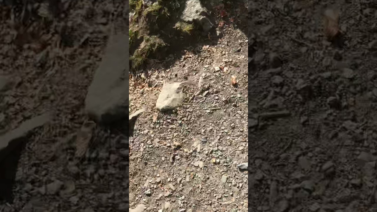 A walk with Max