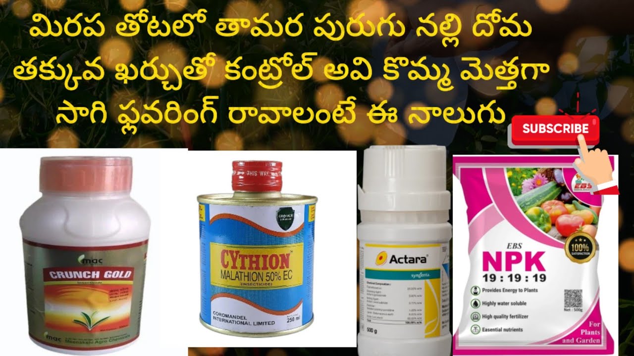 మిరపతోటలోనల్లితామరపురుగుపోయి రావాలంటే#viralvideo#viral#agriculture#trending#farming#trendingvideo#yt