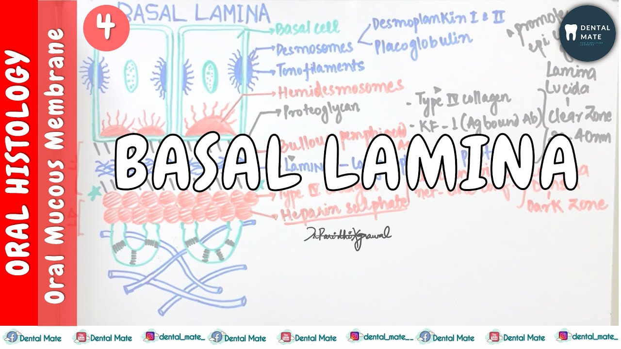 Basal Lamina | Basement Membrane | Oral Mucous Membrane | Dr Paridhi Agrawal