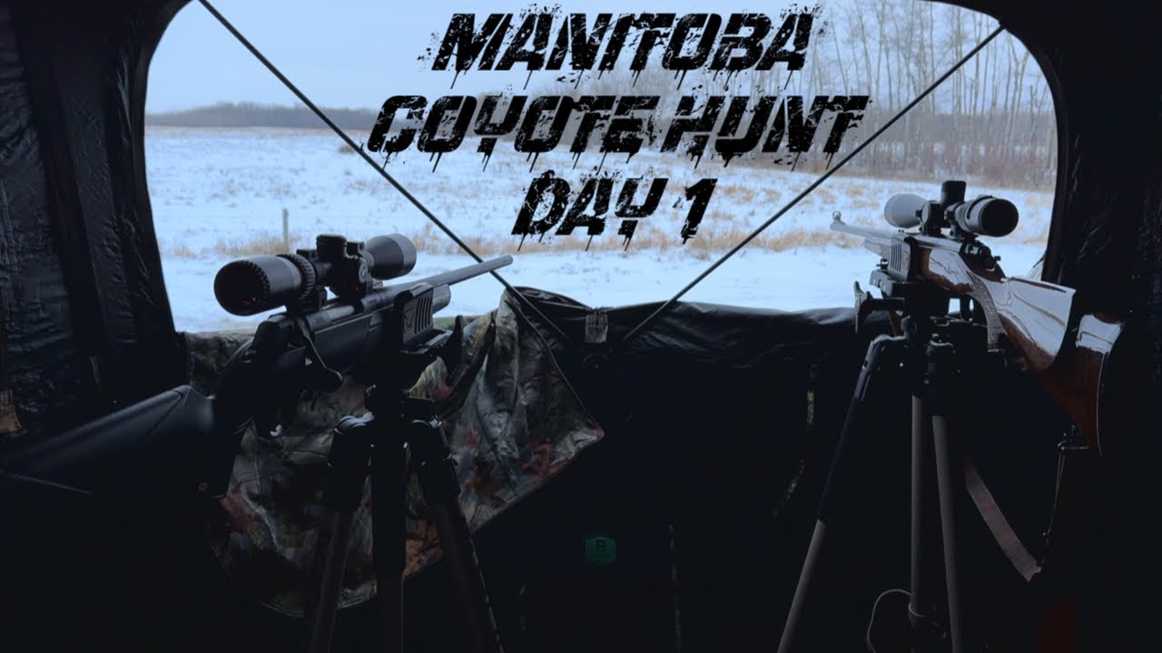 Manitoba Coyote Hunt Day 1
