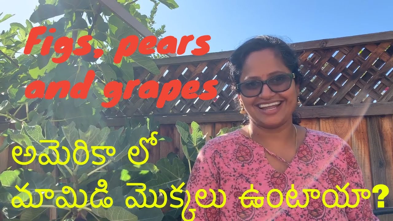 Mango trees in U.S, California ? ! Many new additions in my garden:)