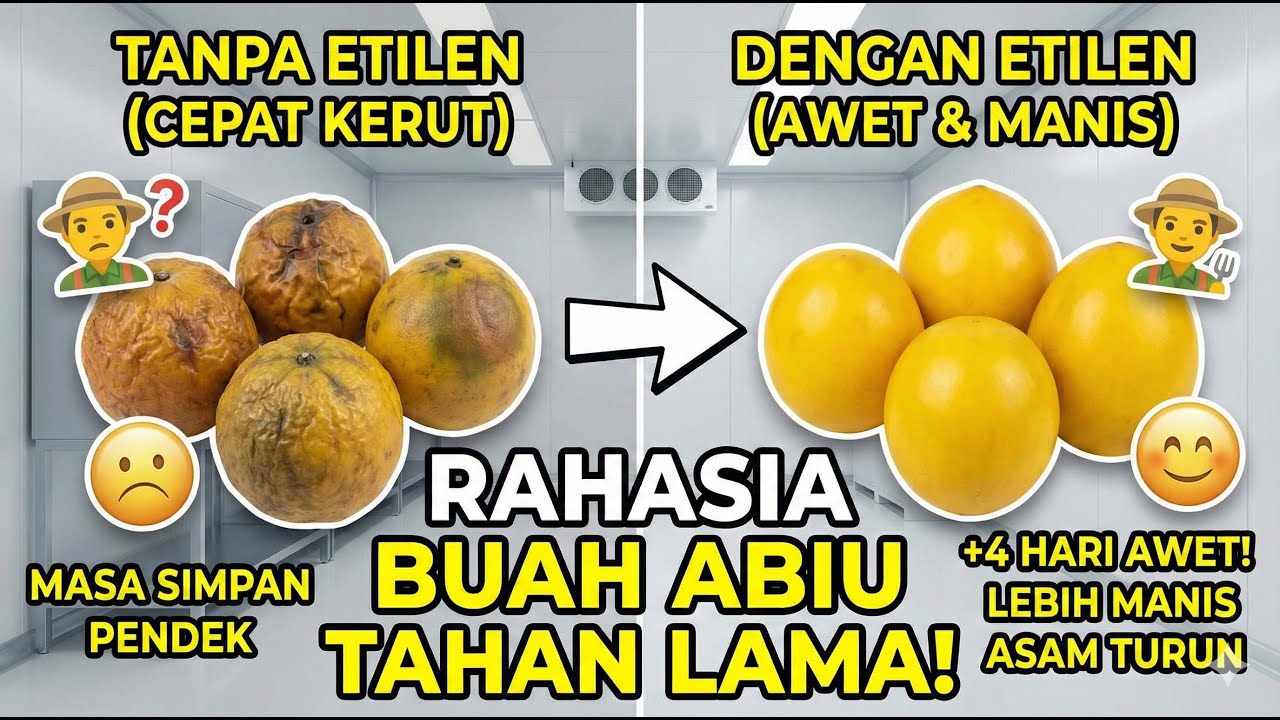 Membuat buah Abiu tahan LEBIH LAMA saat penyimpanan