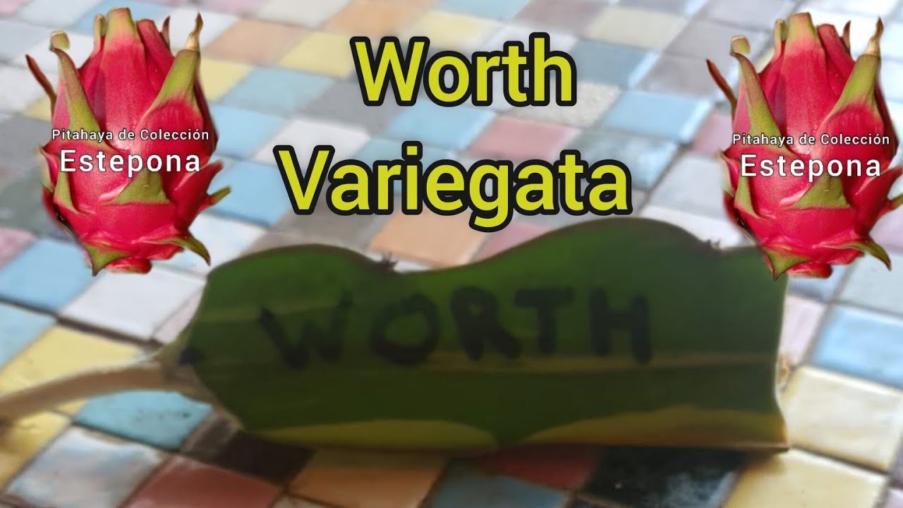 injerto de worth variegata