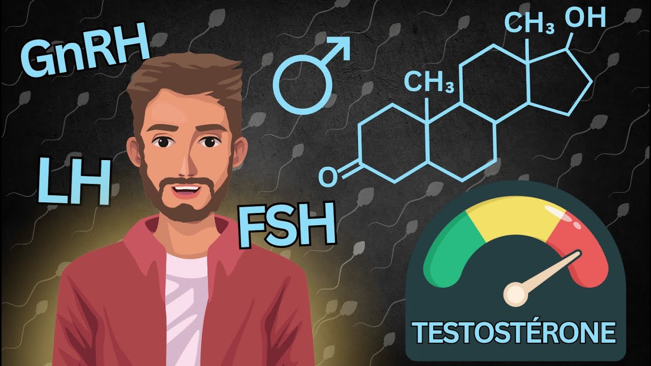 Contrôle hormonal du système reproducteur de l'homme