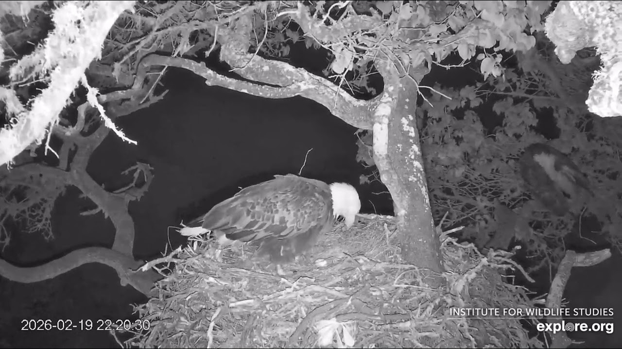 Bald Eagle Cruz at Fraser Point Nest Lays First Egg of 2026 Season FP 02/19/2026 explore.org