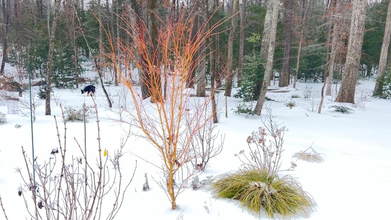Winter Standout Japanese Maple | Acer Palmatum ‘Bihou’ Complete Guide
