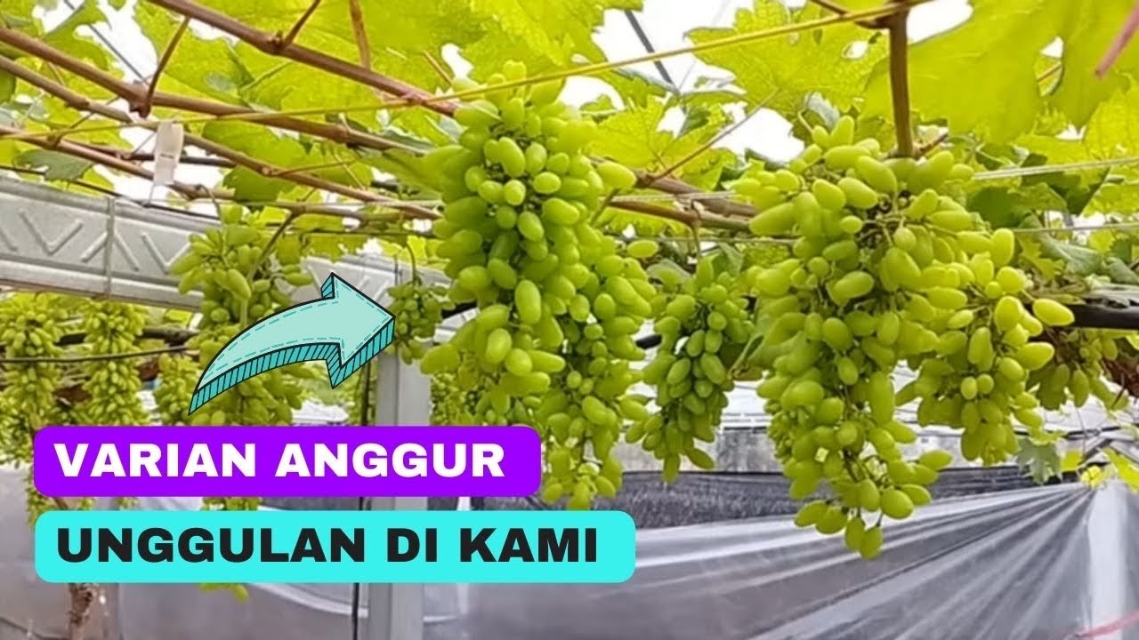 Inilah Varian Anggur Genjah Yang Mudah Untuk Pemula