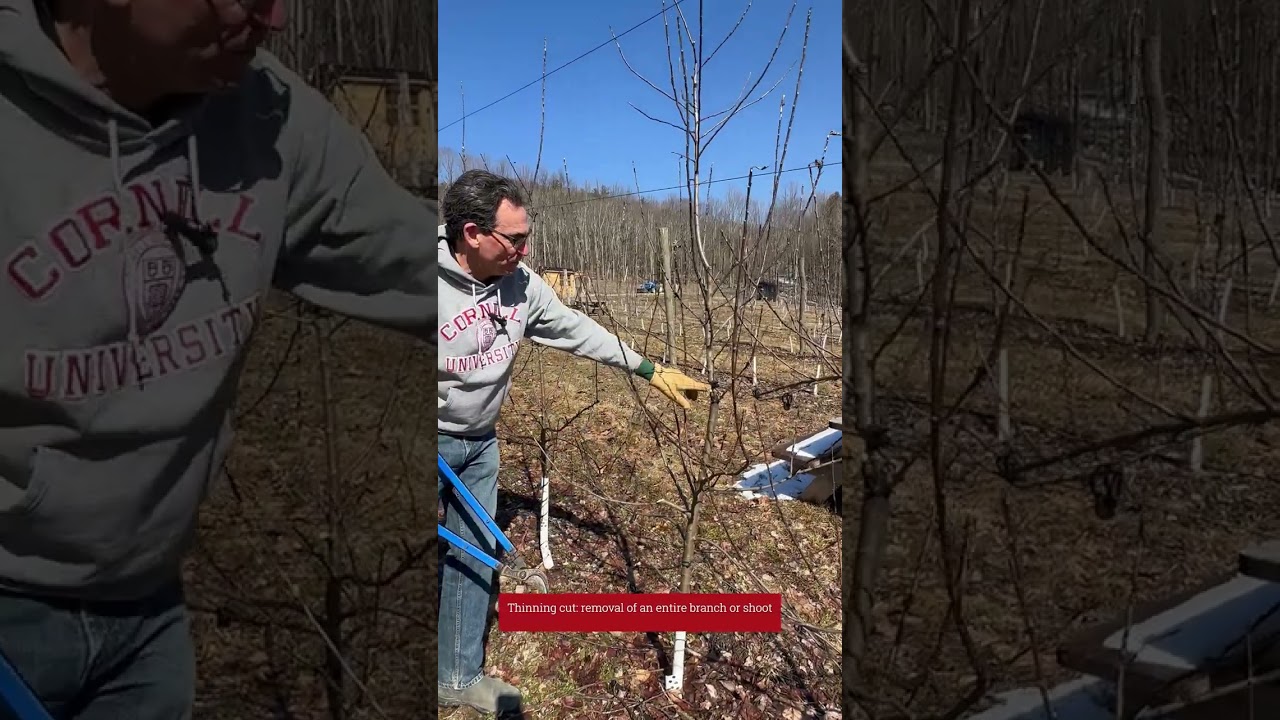Pruning Porter's Perfection on G.41