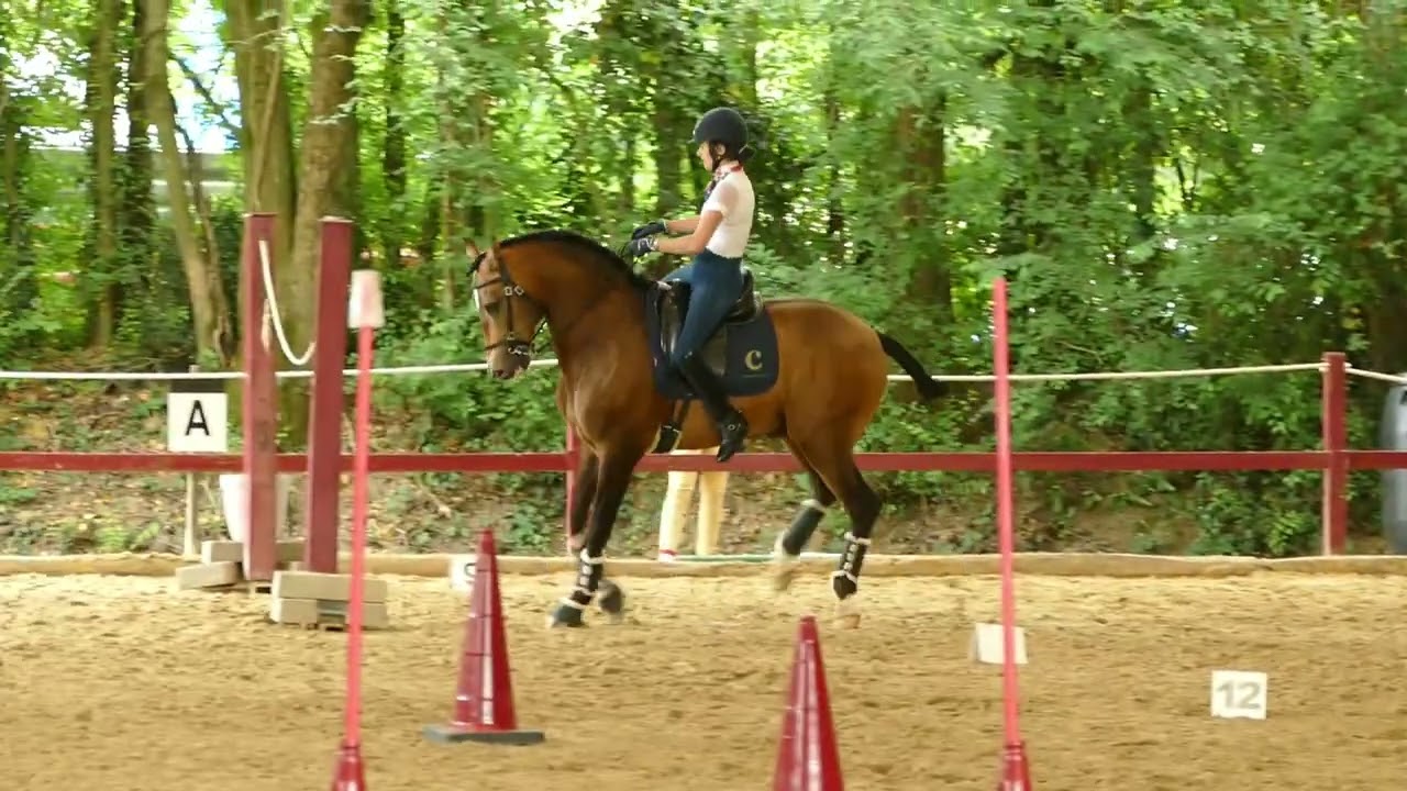 Équitation de travail