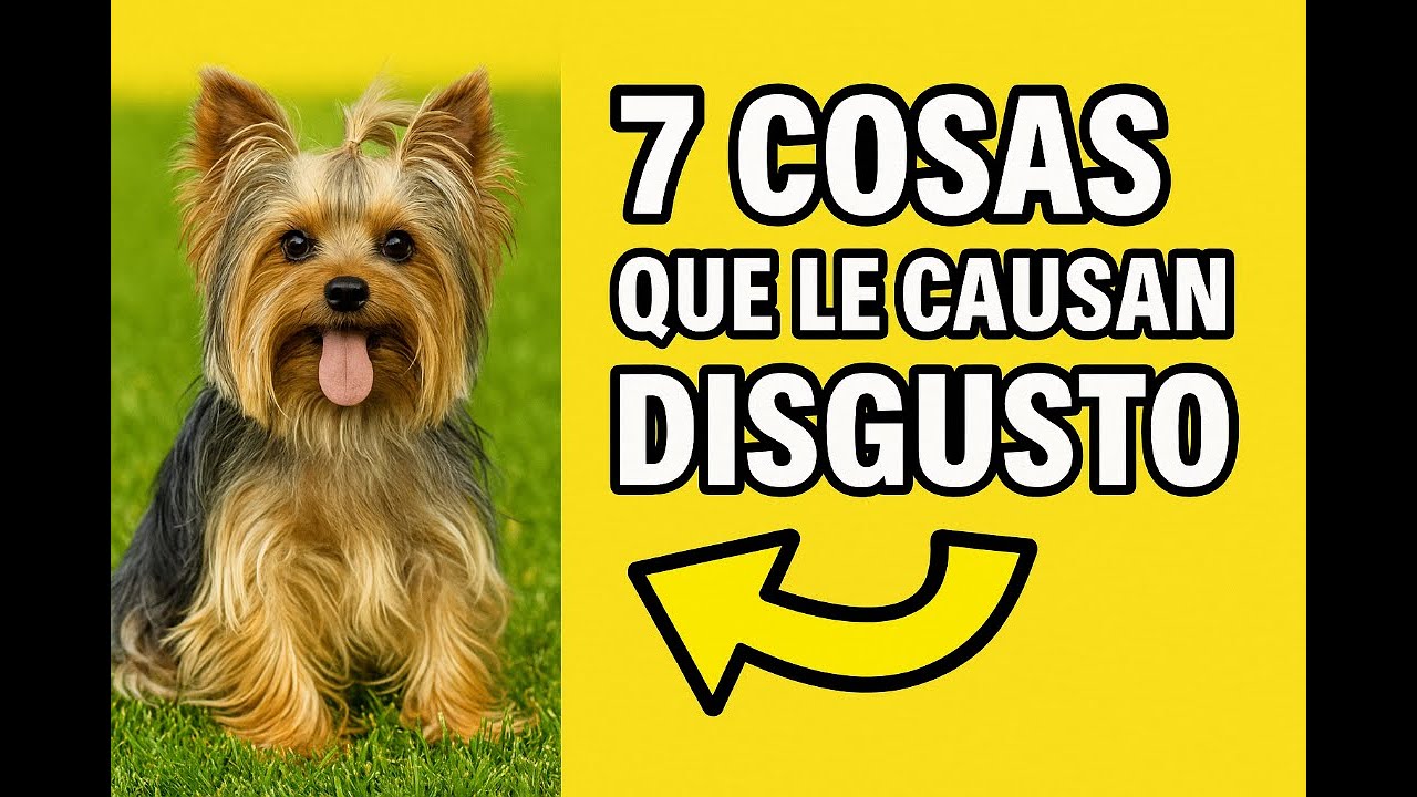¿Cometes Estos Errores con tu Yorkshire? Descúbrelo Aquí