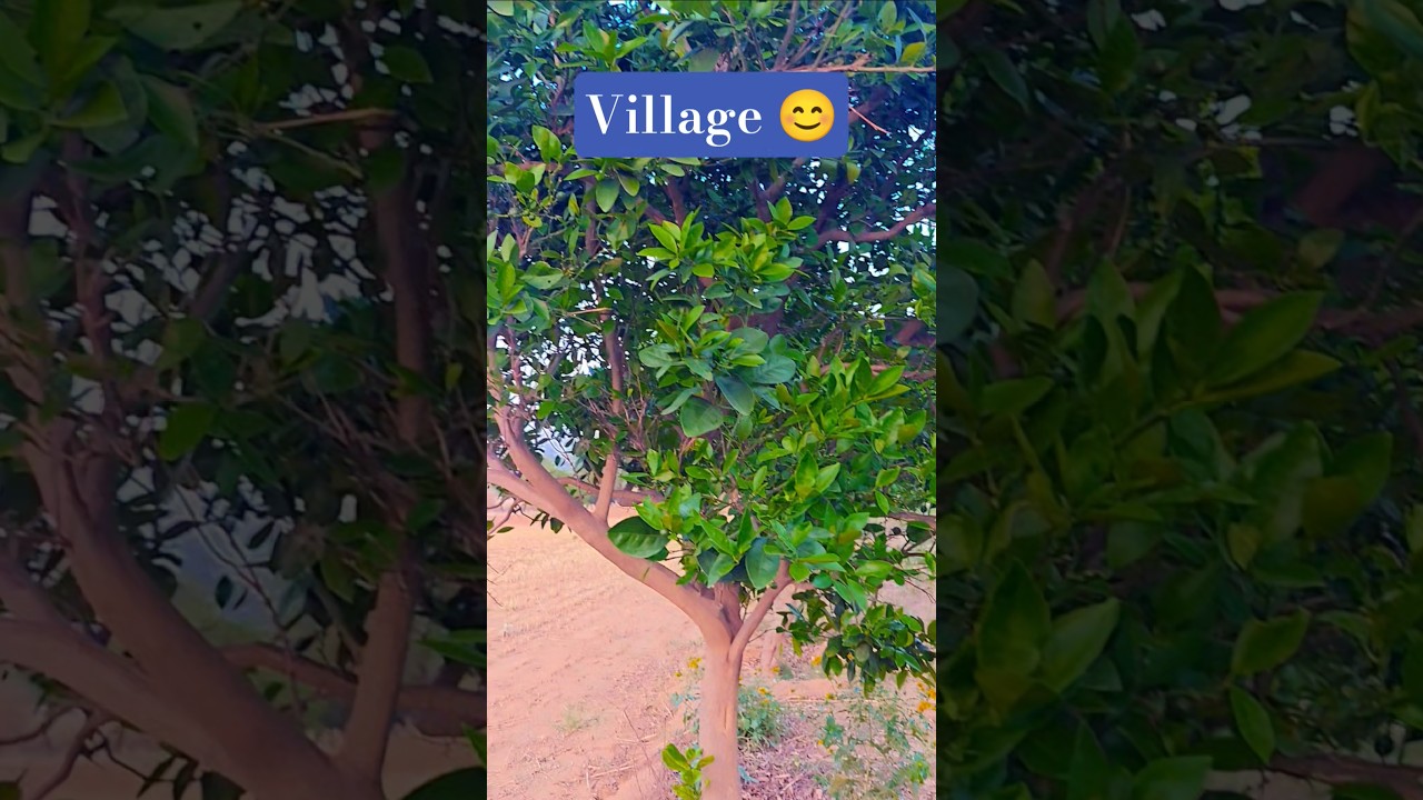 village status 😊#village #nature #farming