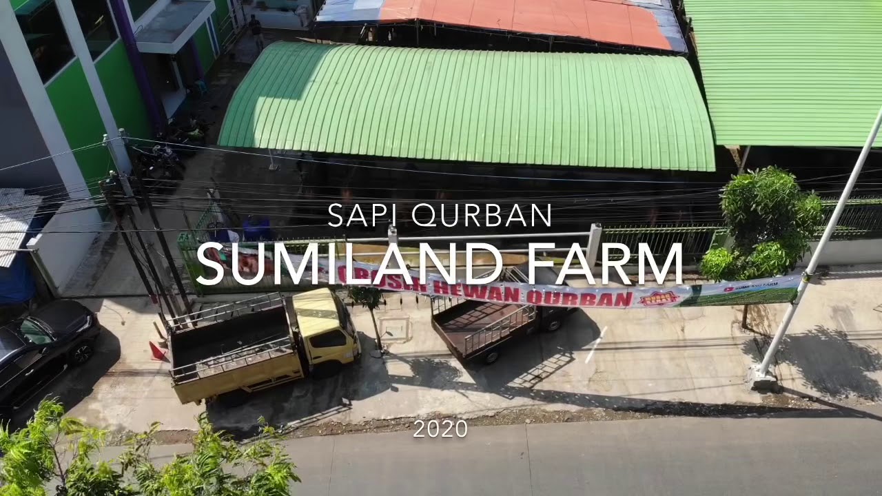 Sapi qurban 2020