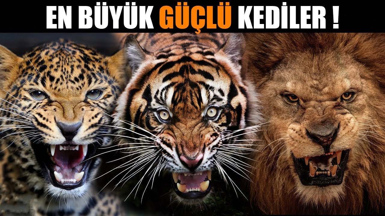 D&uuml;nya &Uuml;zerindeki En G&uuml;&ccedil;l&uuml; 10 Vahşi Kedi