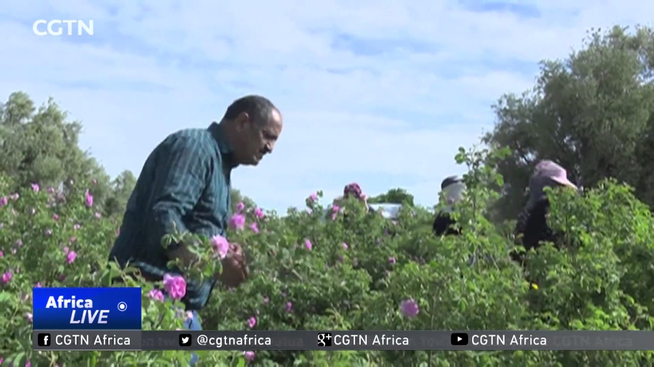 Morocco's Fragrant Crop: Rose Festival showcases an industry dominated by women
