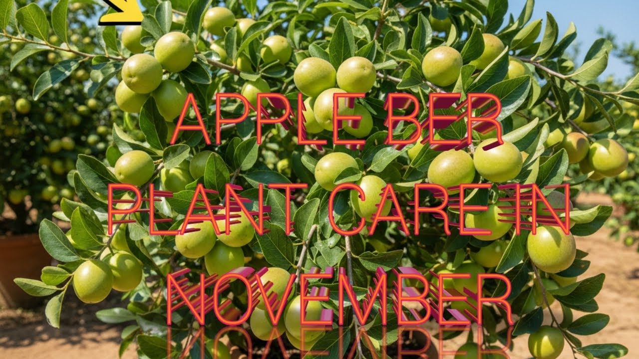 Apple ber plant care after fruiting in Hindi