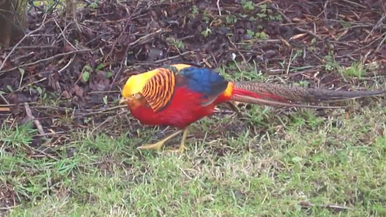 Male GOLDEN PHEASANT (Chrysolophus pictus) in front garden at Piccotts End, Hemel Hempstead
