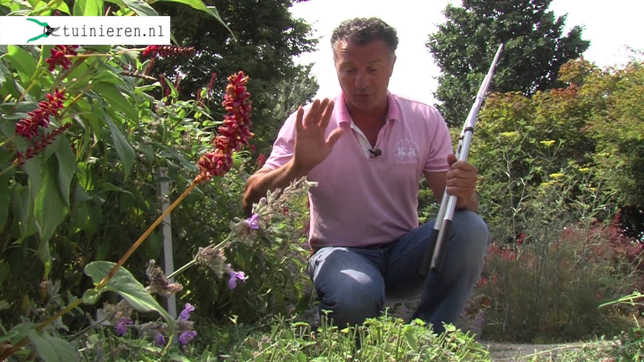 Vaste planten snoeien: hoe snoei je een vaste plant? - Tuinieren.nl