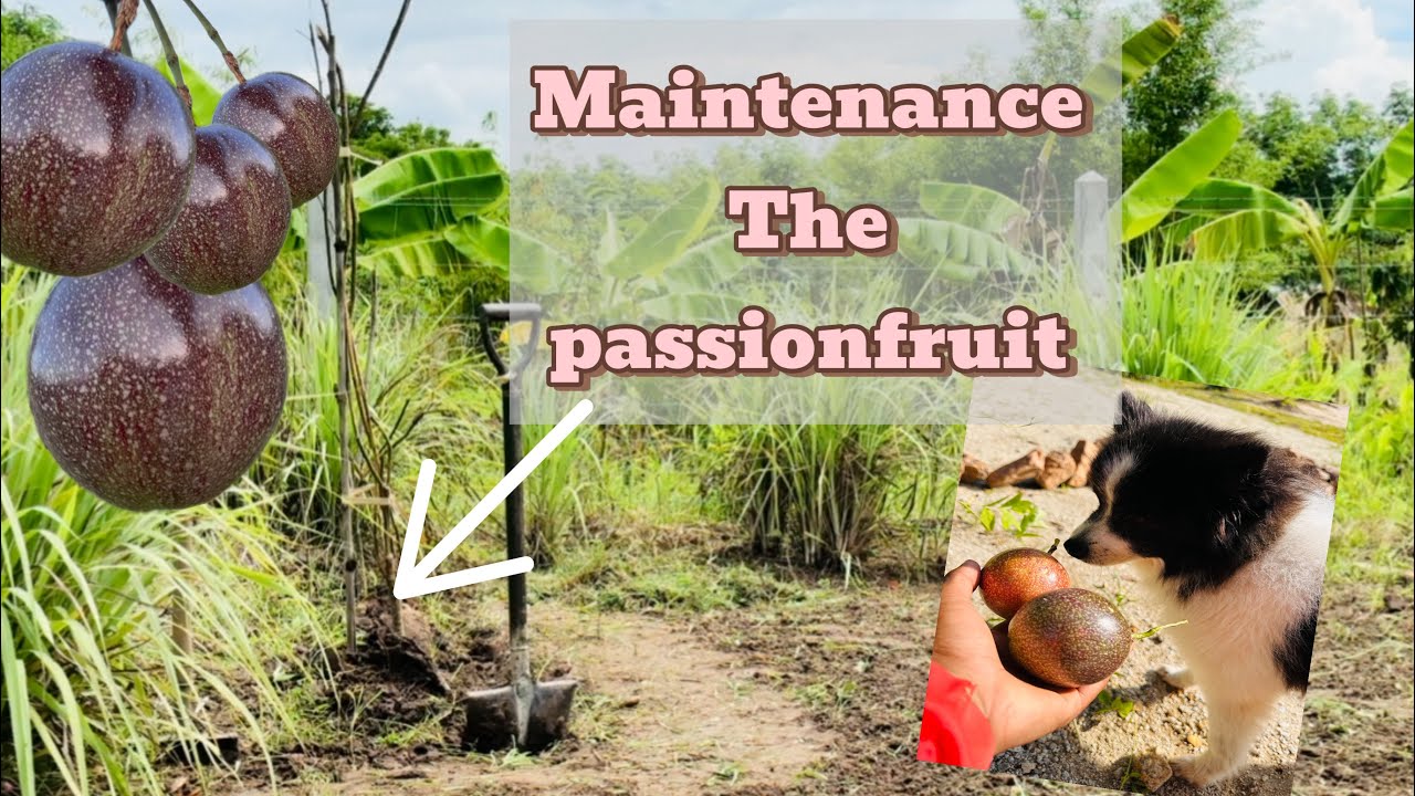 Organic Passionfruit, deliciously sweet and tangy