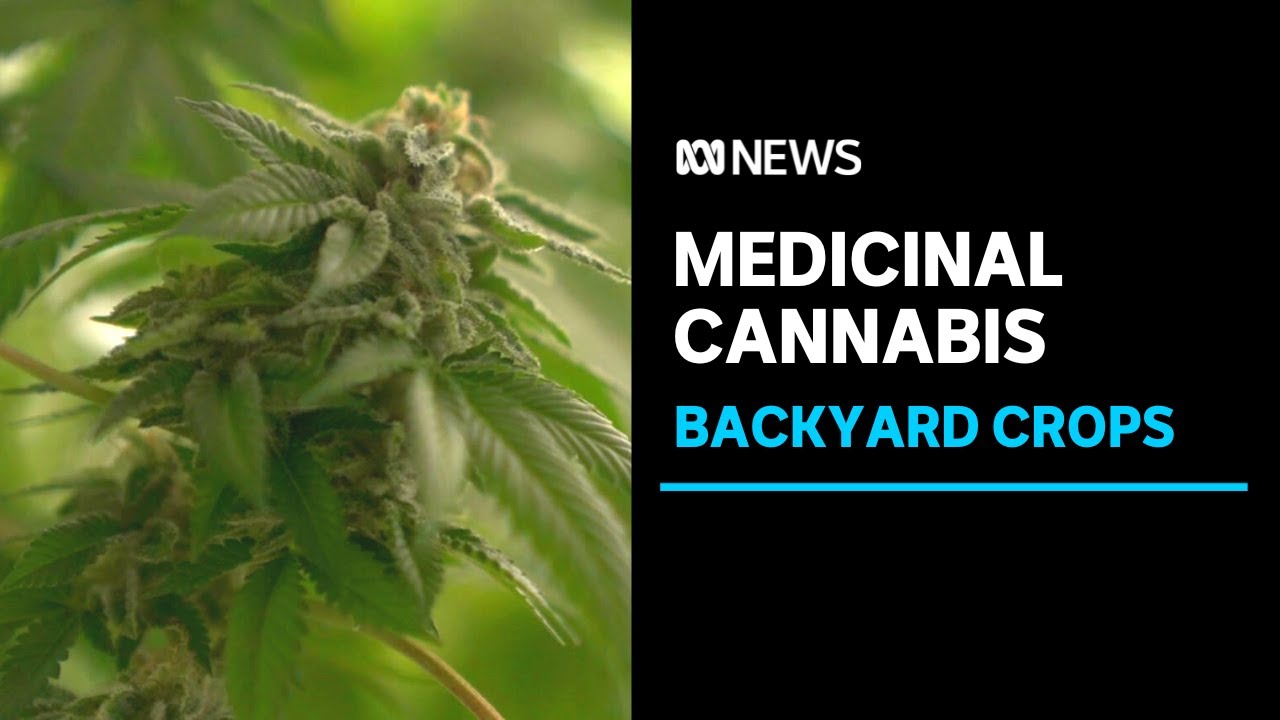 Backyard medicinal cannabis crops eyed for university study | ABC News